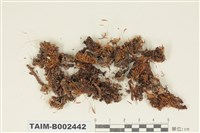 藏品(絲瓜苔屬)的圖片